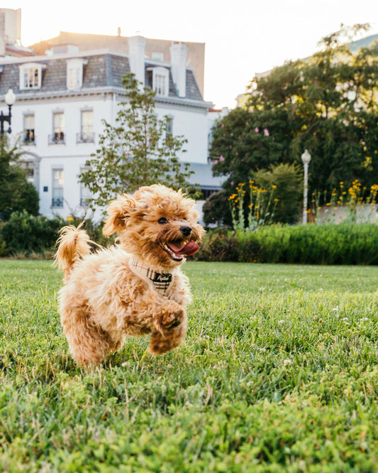 Wat maakt jouw hond echt gelukkig?