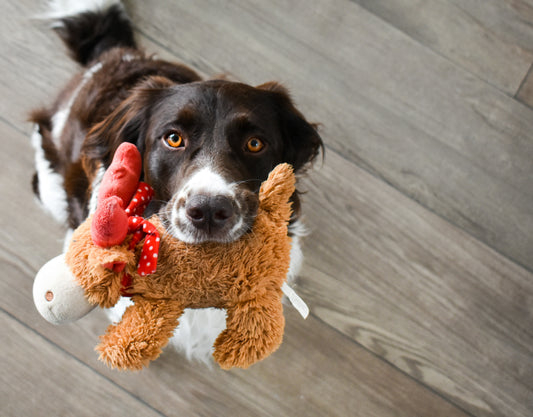 Wat voor speeltje past bij mijn hond?